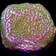 WYSIWYG 8F Pokerstar Montipora Frag