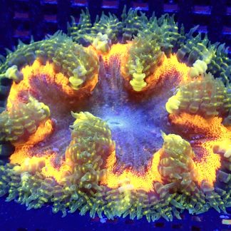WYSIWYG Ultra Grade Rock Flower Anemone 2
