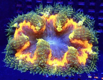 WYSIWYG Ultra Grade Rock Flower Anemone 2