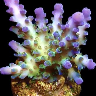 WYSIWYG 23G Violet Venom Acropora Large Frag