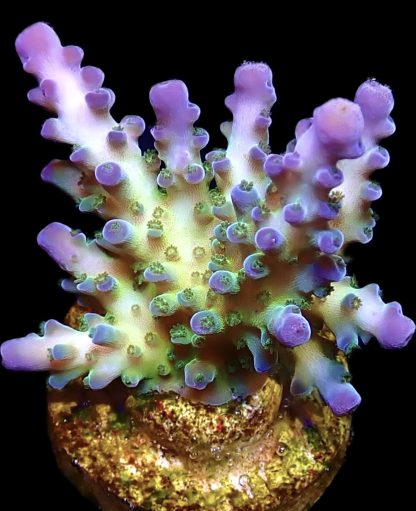 WYSIWYG 23G Violet Venom Acropora Large Frag