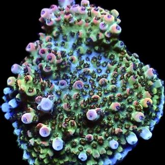 WYSIWYG 23F Bill Murray Acropora Frag Extra Large