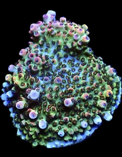 WYSIWYG 23F Bill Murray Acropora Frag Extra Large