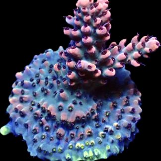 WYSIWYG 22G Bali Shortcake Acropora Frag