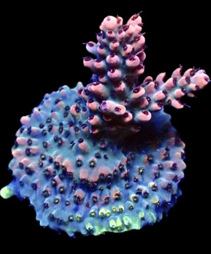 WYSIWYG 22G Bali Shortcake Acropora Frag