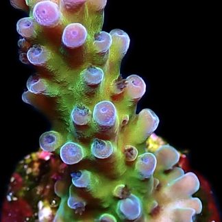 WYSIWYG 17D Violet Venom Acropora Frag