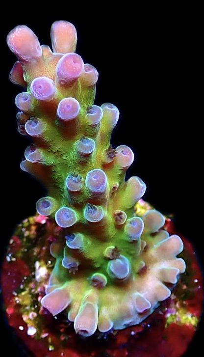 WYSIWYG 17D Violet Venom Acropora Frag