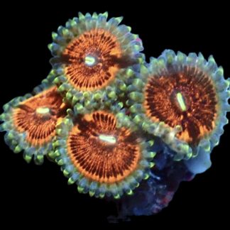 Ruby Red Palythoa Frag 4 Polyps