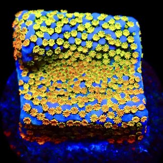 WYSIWYG 12D Rainbow Montipora