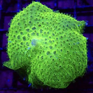 WYSIWYG A1 Jumbo Super Neon Discosoma Mushroom