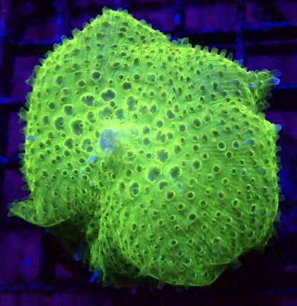 WYSIWYG A1 Jumbo Super Neon Discosoma Mushroom