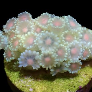 Tropical Glow Goniopora Frag (10+ Polyps)