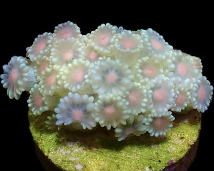 Tropical Glow Goniopora Frag Small (10+ Polyps)