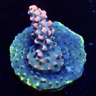 WYSIWYG 10E Bali Shortcake Acropora Frag