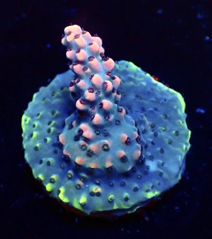 WYSIWYG 10E Bali Shortcake Acropora Frag
