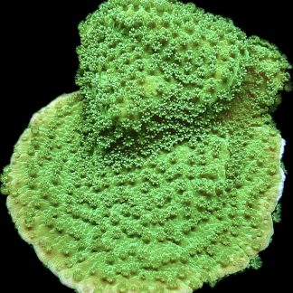 WYSIWYG 15B Bright Green Goblin Montipora Frag Large