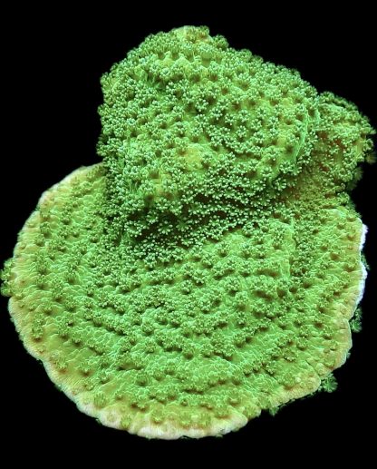 WYSIWYG 15B Bright Green Goblin Montipora Frag Large