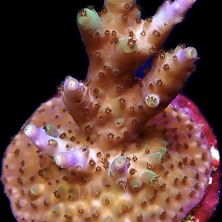 WYSIWYG 14D M.O.C Acropora Frag