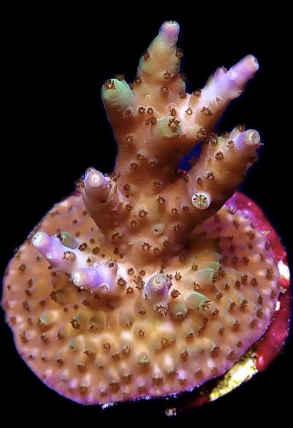 WYSIWYG 14D M.O.C Acropora Frag