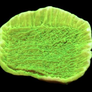 WYSIWYG 12D Toxic Lime Plating Montipora Frag