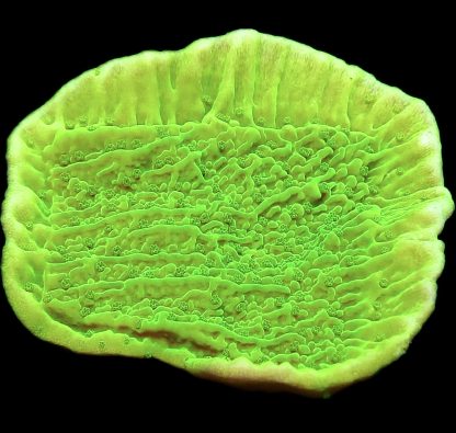 WYSIWYG 12D Toxic Lime Plating Montipora Frag