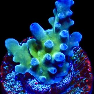 WYSIWYG 9H Electric Miyagi Tort Acropora Frag