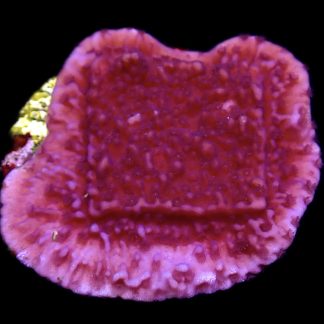WYSIWYG 14C Purple Plating Montipora Frag