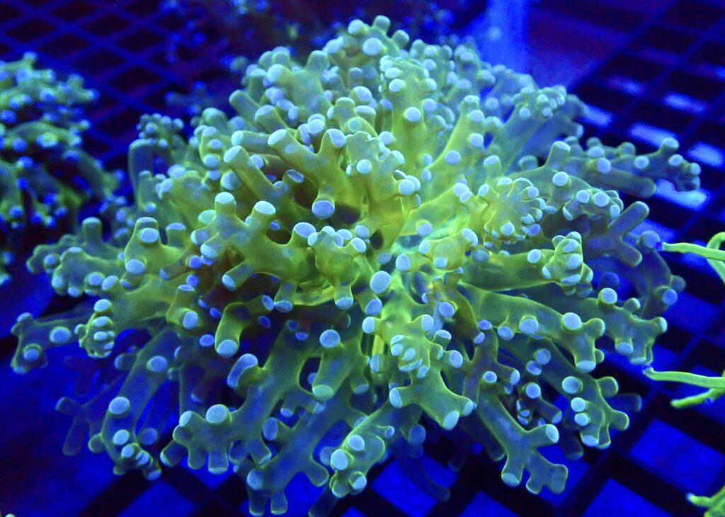 Atomic Branching Frogspawn Double Head