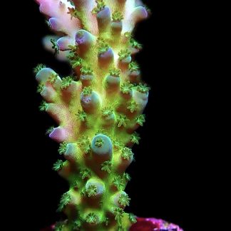 WYSIWYG 15i Violet Venom Acropora Frag Large