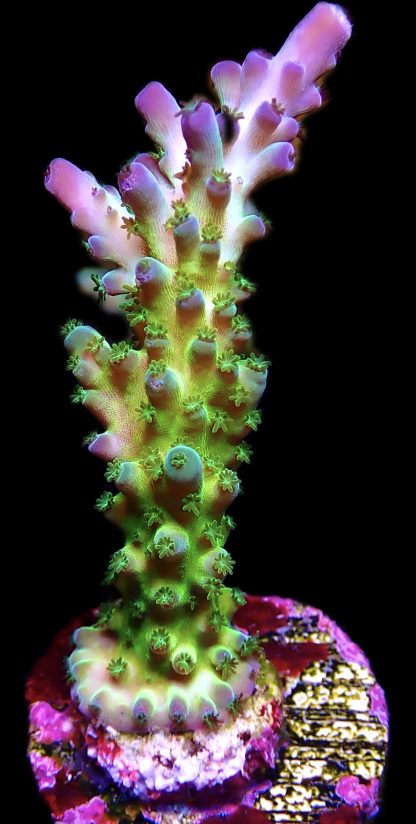 WYSIWYG 15i Violet Venom Acropora Frag Large