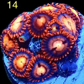 WYSIWYG Zoanthid Frag M44