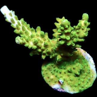 WYSIWYG 19E Green Slimer Acropora Frag