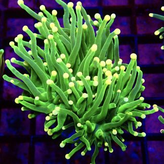 WYSIWYG T3 Ultra Orange Tip Fluorescent Lime Torch Euphyllia Double Head