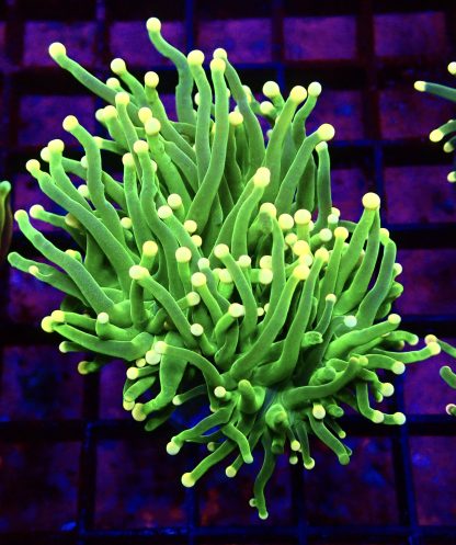 WYSIWYG T3 Ultra Orange Tip Fluorescent Lime Torch Euphyllia Double Head