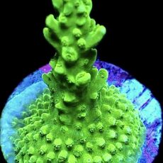 WYSIWYG 10J Highlighter Acropora