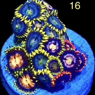 WYSIWYG Zoanthid Frag M16