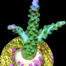 WYSIWYG 14i Turquoise And Blue Staghorn