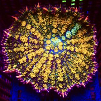 WYSIWYG Megatron Bounce Mushroom T17