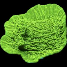 WYSIWYG 7C Toxic Lime Plating Montipora Frag Large