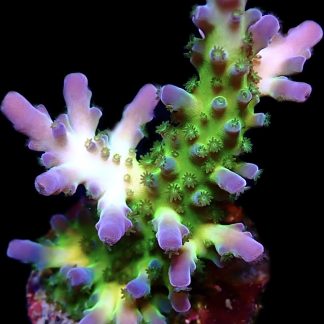 WYSIWYG 19H Violet Venom Acropora Frag