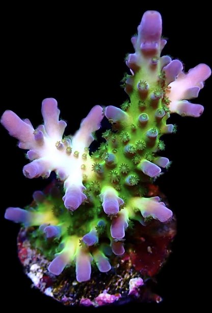 WYSIWYG 19H Violet Venom Acropora Frag