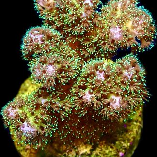 WYSIWYG 10D Sparkling Tinsel Pocillopora Frag