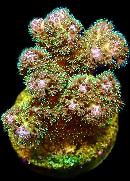 WYSIWYG 10D Sparkling Tinsel Pocillopora Frag