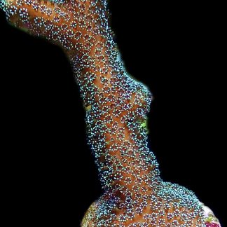 WYSIWYG 23K Purple Stylophora Milka Large