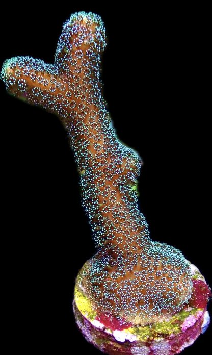 WYSIWYG 23K Purple Stylophora Milka Large