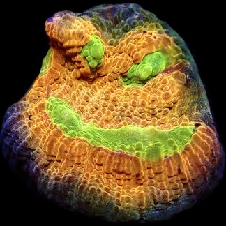 WYSIWYG 24A House Of Horror Chalice Frag