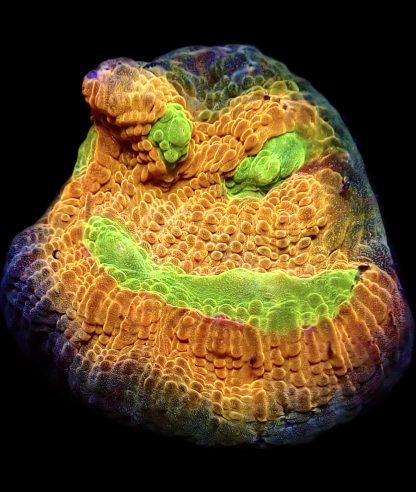 WYSIWYG 24A House Of Horror Chalice Frag