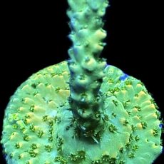 WYSIWYG 19E Hairy Acropora Selago