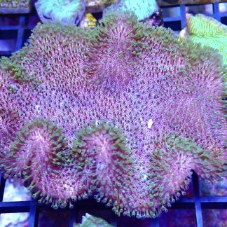 WYSIWYG Green Polyped Toadstool Leather Colony
