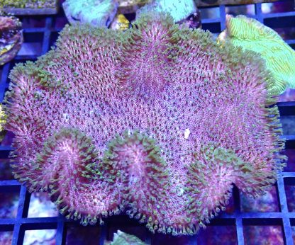 WYSIWYG Green Polyped Toadstool Leather Colony